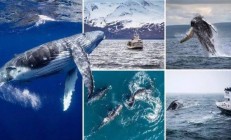 九游体育在线登录-冰岛选手在游泳比赛中创造新的战绩